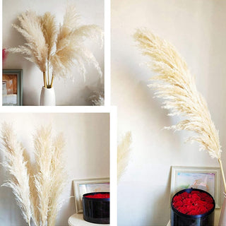 Pampas Grass